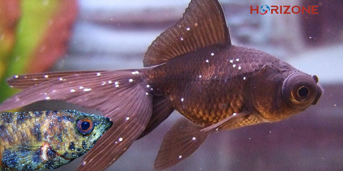 Horizone Fish Foods