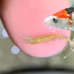 Horizone Fish Foods
