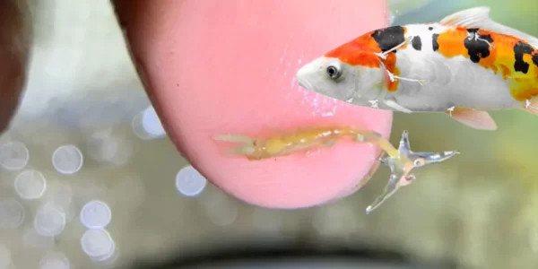 Horizone Fish Foods