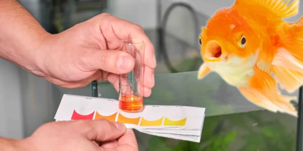 Horizone Fish Foods